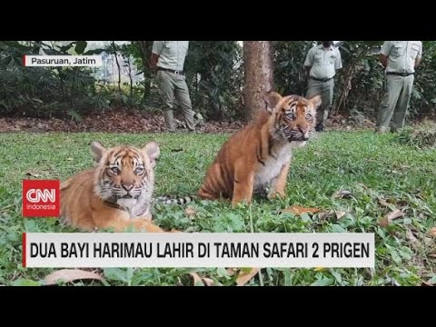 Detail Harimau Kecil Lucu Nomer 45