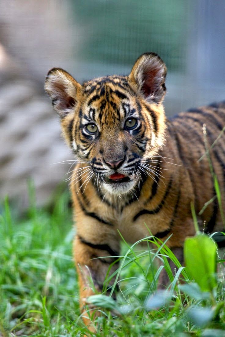 Detail Harimau Kecil Lucu Nomer 6