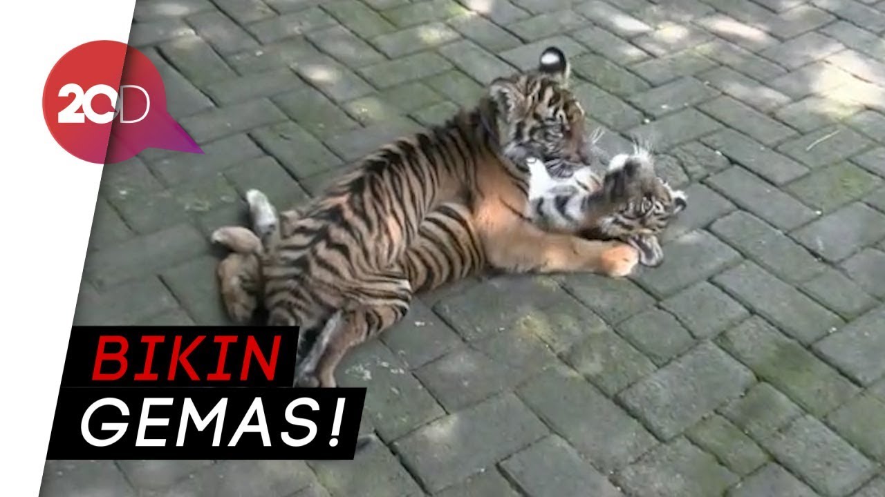Detail Harimau Kecil Lucu Nomer 47