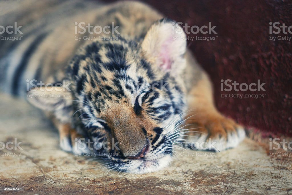 Detail Harimau Kecil Lucu Nomer 48
