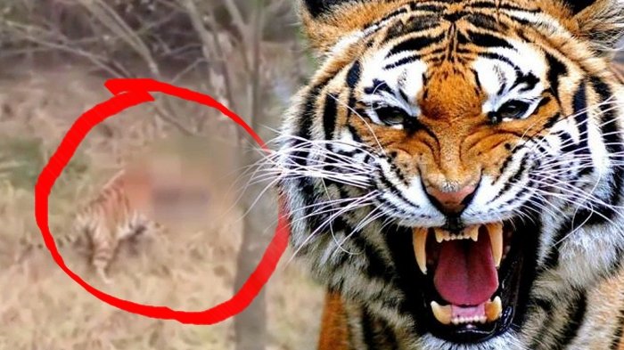Detail Harimau Kecil Lucu Nomer 49