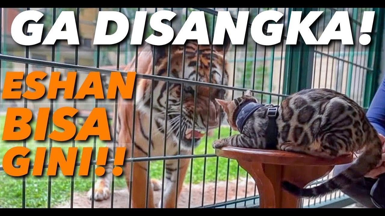 Detail Harimau Kecil Lucu Nomer 50