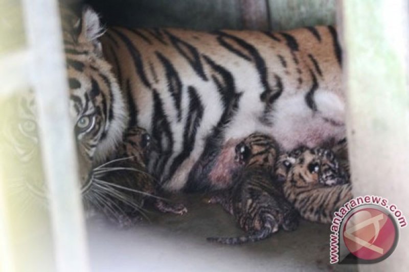 Detail Harimau Kecil Lucu Nomer 51