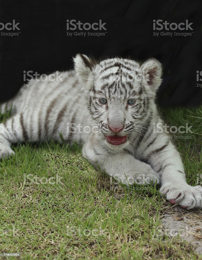 Detail Harimau Kecil Lucu Nomer 52