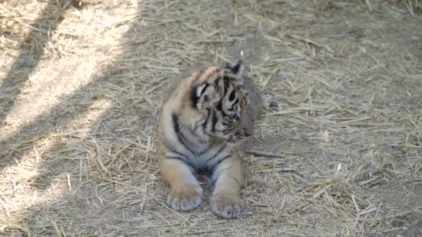 Detail Harimau Kecil Lucu Nomer 53