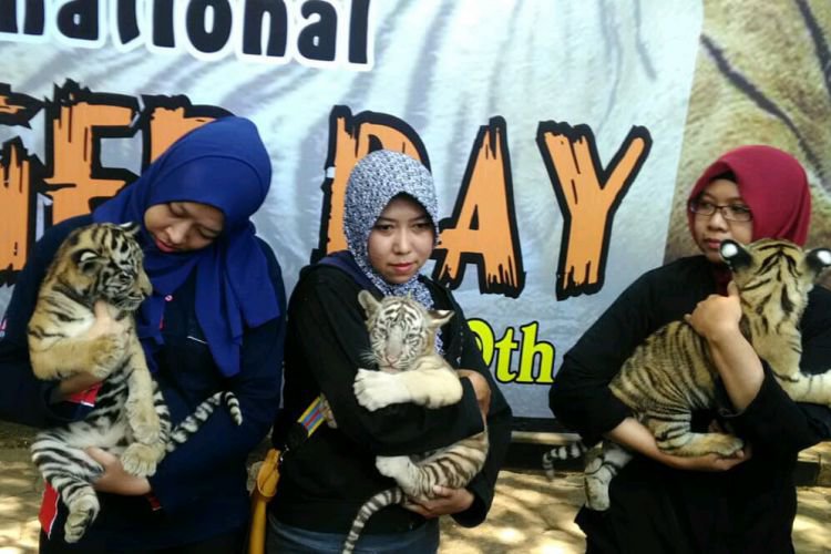 Detail Harimau Kecil Lucu Nomer 54