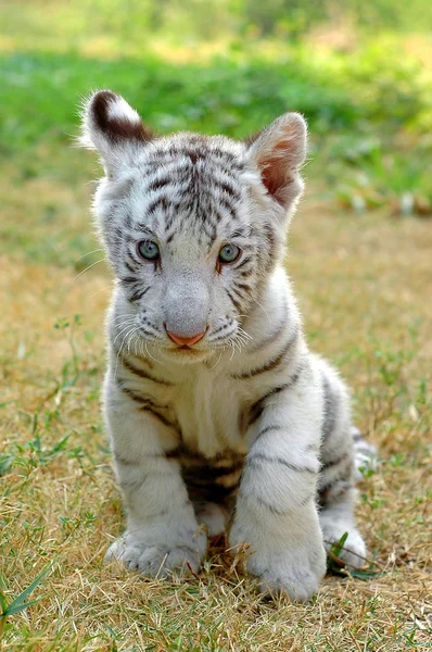 Detail Harimau Kecil Lucu Nomer 8