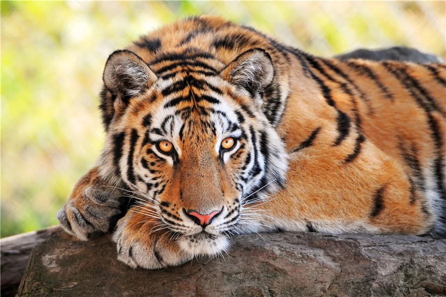 Detail Harimau Keren Nomer 37