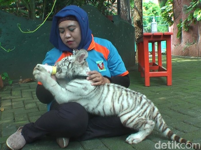 Detail Harimau Lucu Dan Imut Nomer 18