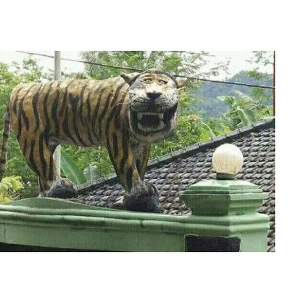 Detail Harimau Lucu Dan Imut Nomer 31