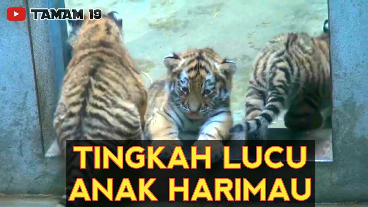 Detail Harimau Lucu Dan Imut Nomer 34