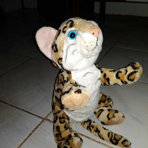 Detail Harimau Lucu Dan Imut Nomer 35