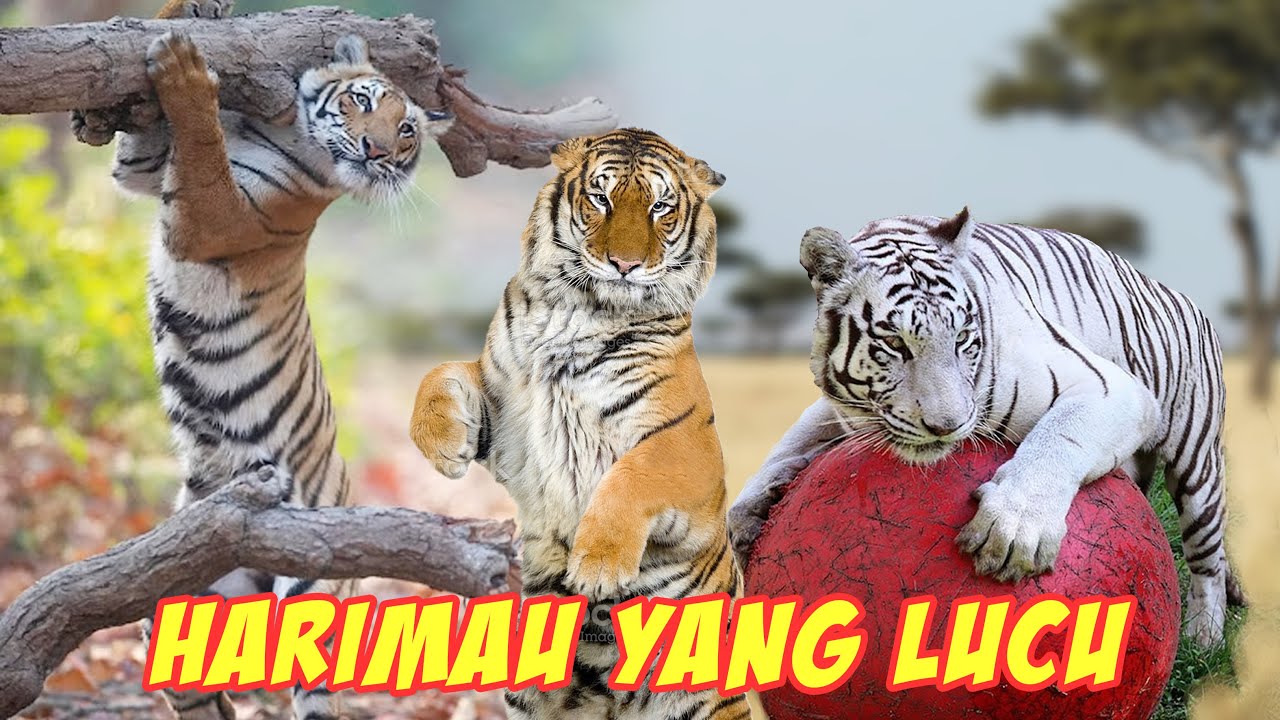 Detail Harimau Lucu Dan Imut Nomer 47