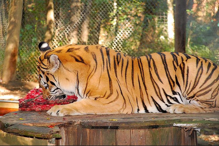 Harimau Makan Daging - KibrisPDR