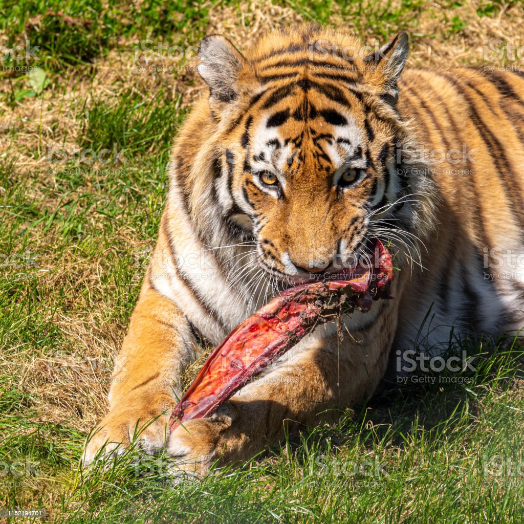 Detail Harimau Makan Daging Nomer 2