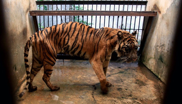 Detail Harimau Makan Daging Nomer 18