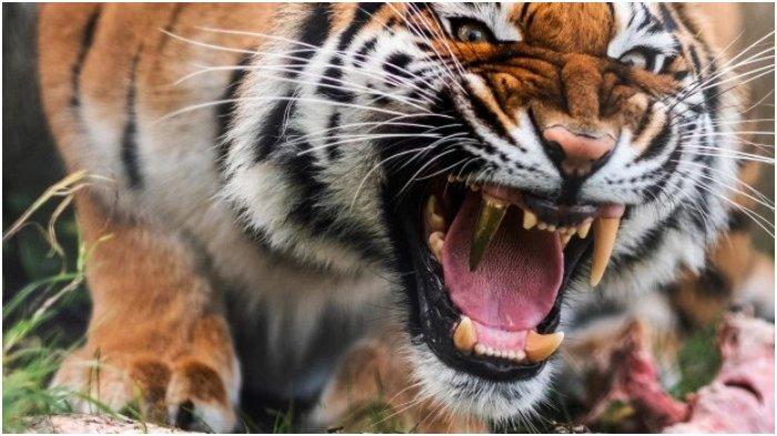 Detail Harimau Makan Daging Nomer 28