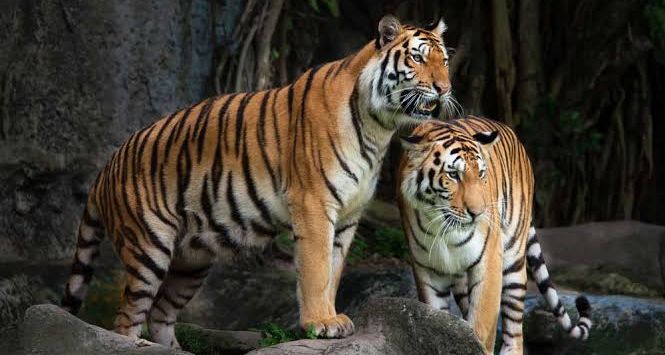 Detail Harimau Makan Rusa Nomer 42