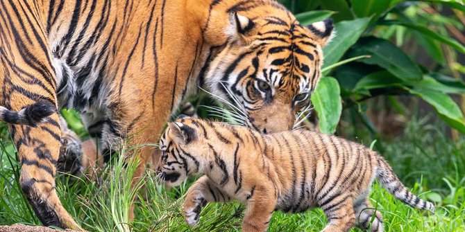 Detail Harimau Makan Rusa Nomer 45