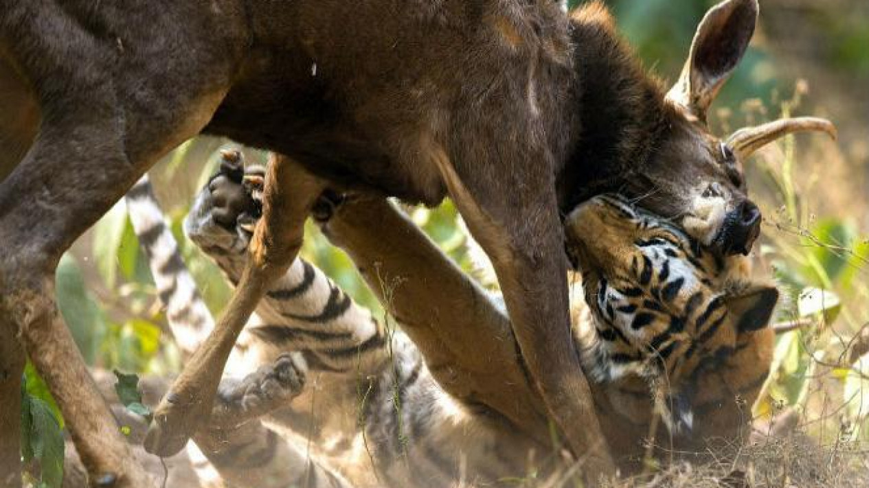 Detail Harimau Makan Rusa Nomer 5