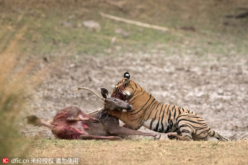 Detail Harimau Makan Rusa Nomer 6