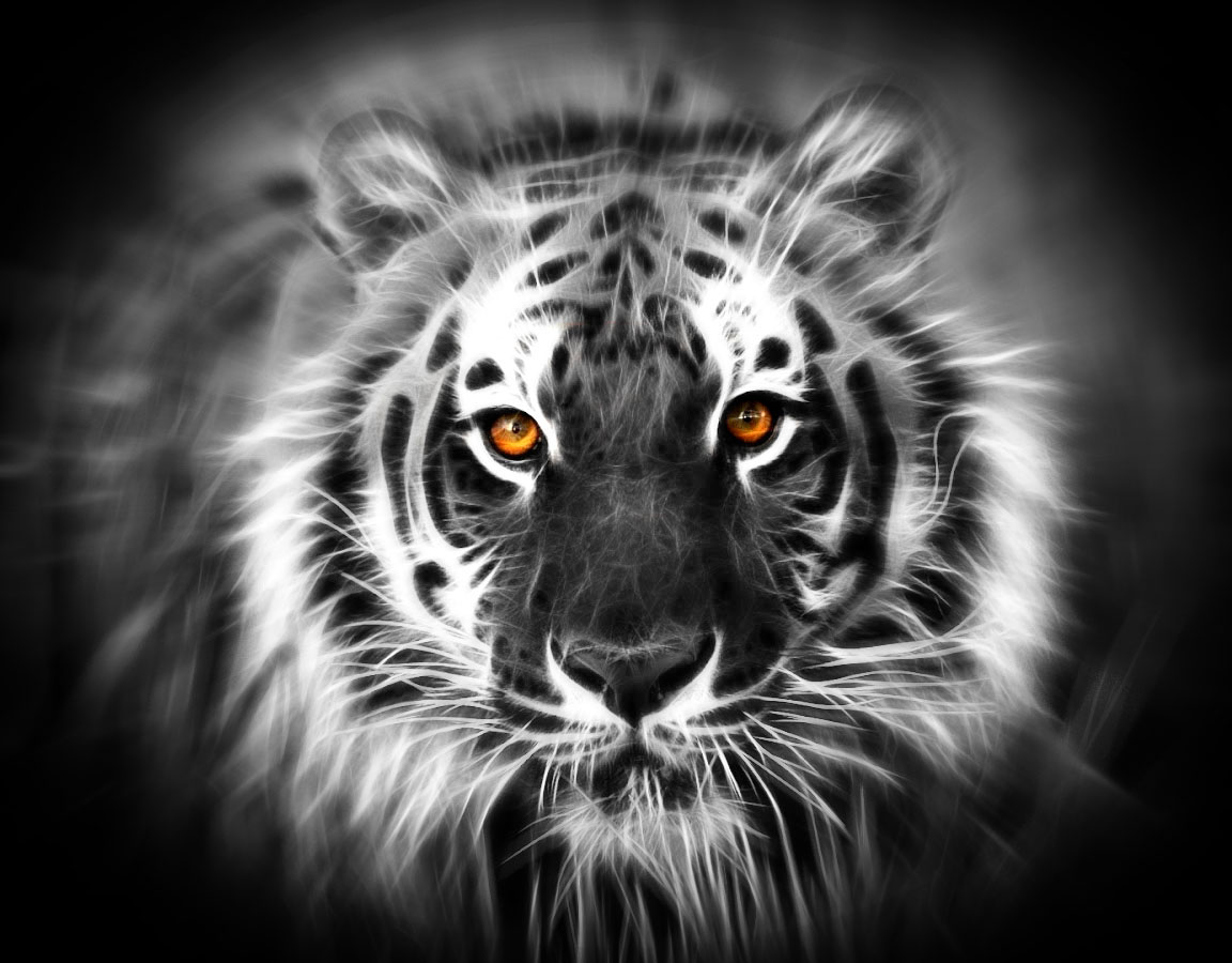 Detail Harimau Putih Hd Nomer 4