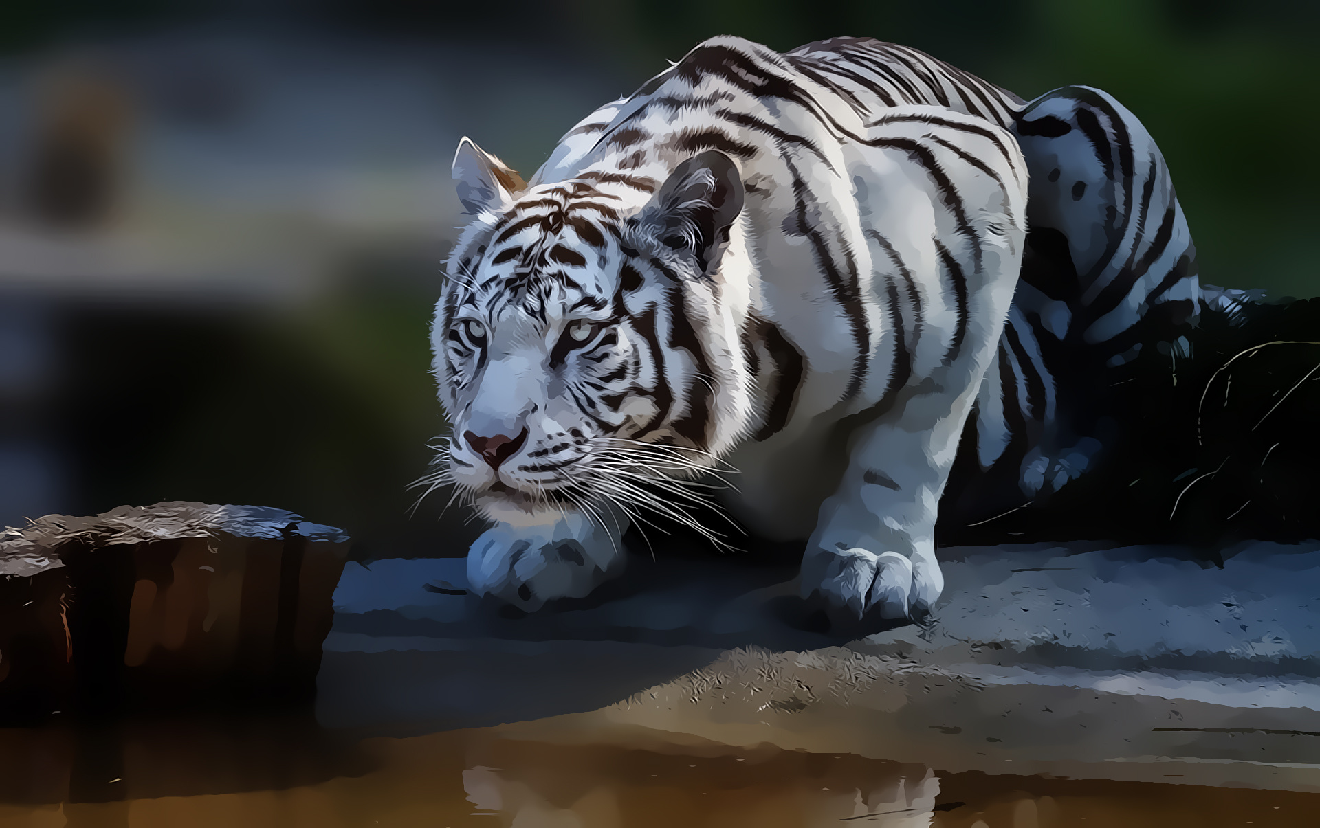 Detail Harimau Putih Hd Nomer 5