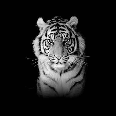 Detail Harimau Putih Marah Nomer 12