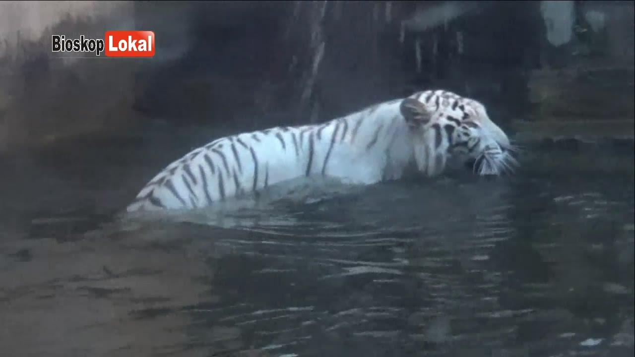 Detail Harimau Putih Siliwangi Nomer 24