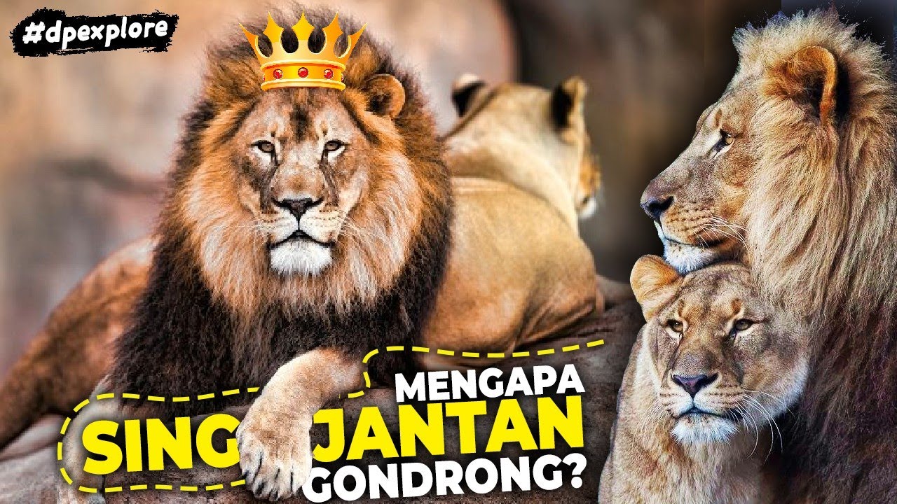 Detail Harimau Putih Vs Raja Singa Nomer 17