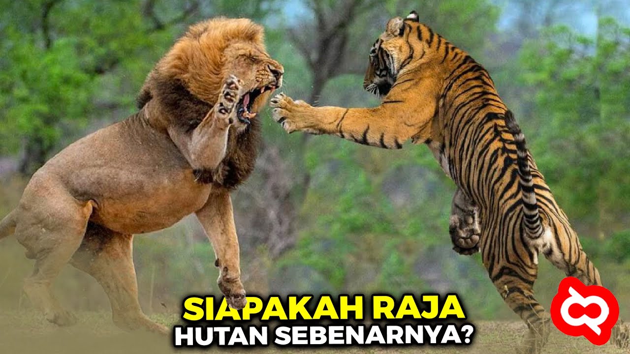 Detail Harimau Putih Vs Raja Singa Nomer 6