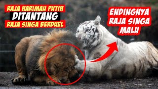 Detail Harimau Putih Vs Raja Singa Nomer 44