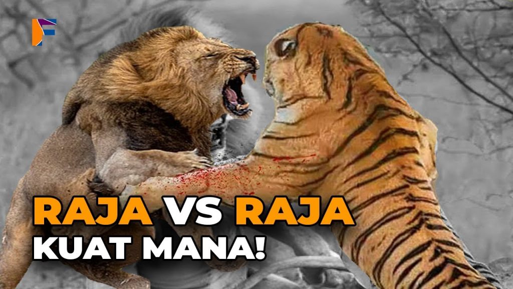 Detail Harimau Putih Vs Raja Singa Nomer 8