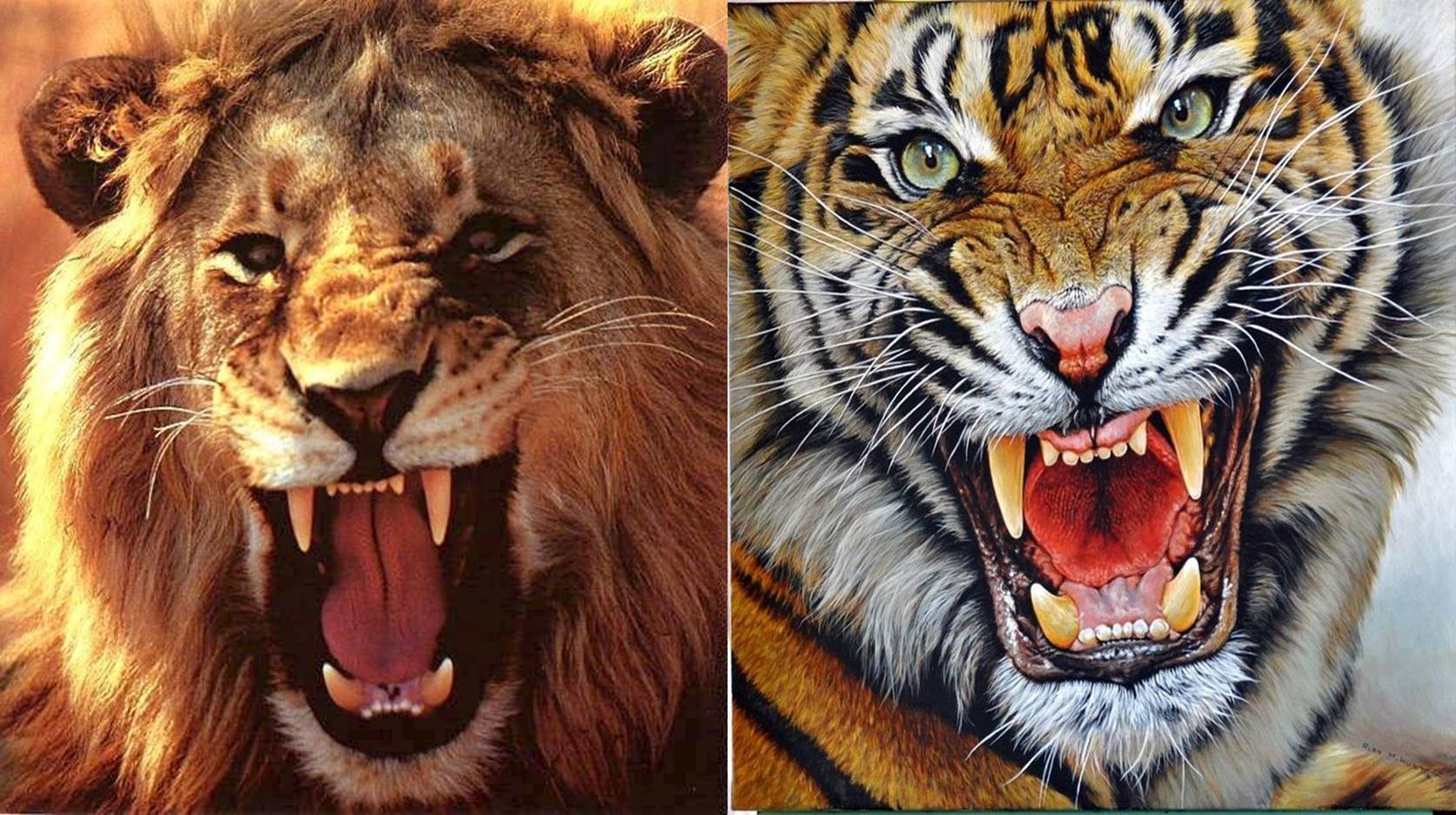 Detail Harimau Putih Vs Singa Nomer 19