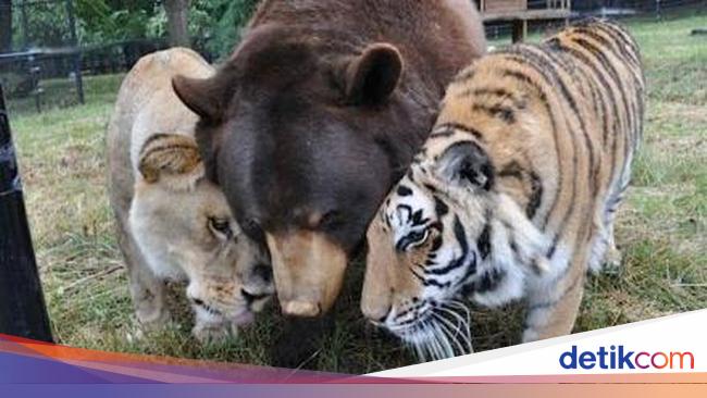 Detail Harimau Putih Vs Singa Nomer 41