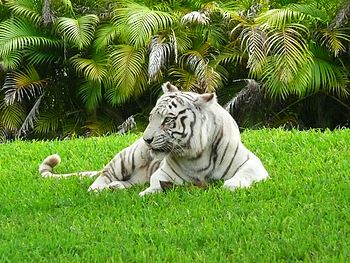 Harimau Siberia Putih - KibrisPDR