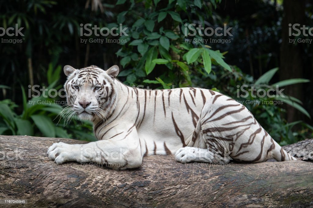 Detail Harimau Siberia Putih Nomer 8