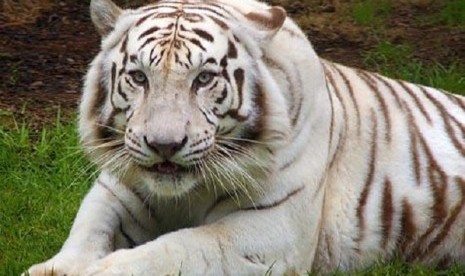 Detail Harimau Siberia Putih Nomer 10