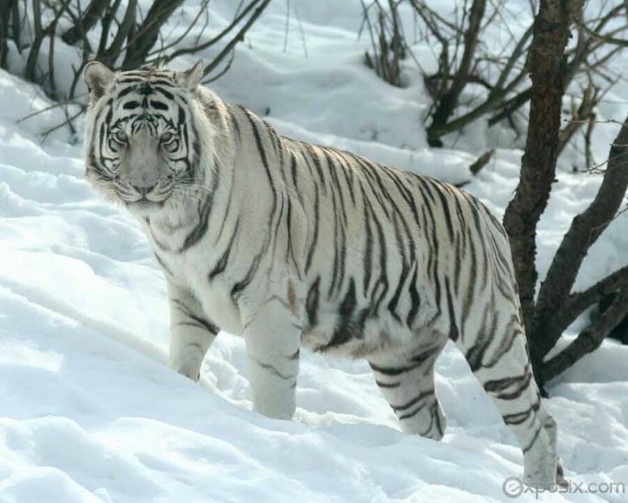 Detail Harimau Siberia Putih Nomer 15