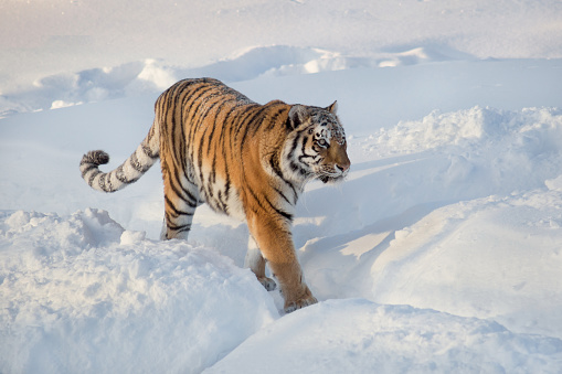 Detail Harimau Siberia Putih Nomer 19