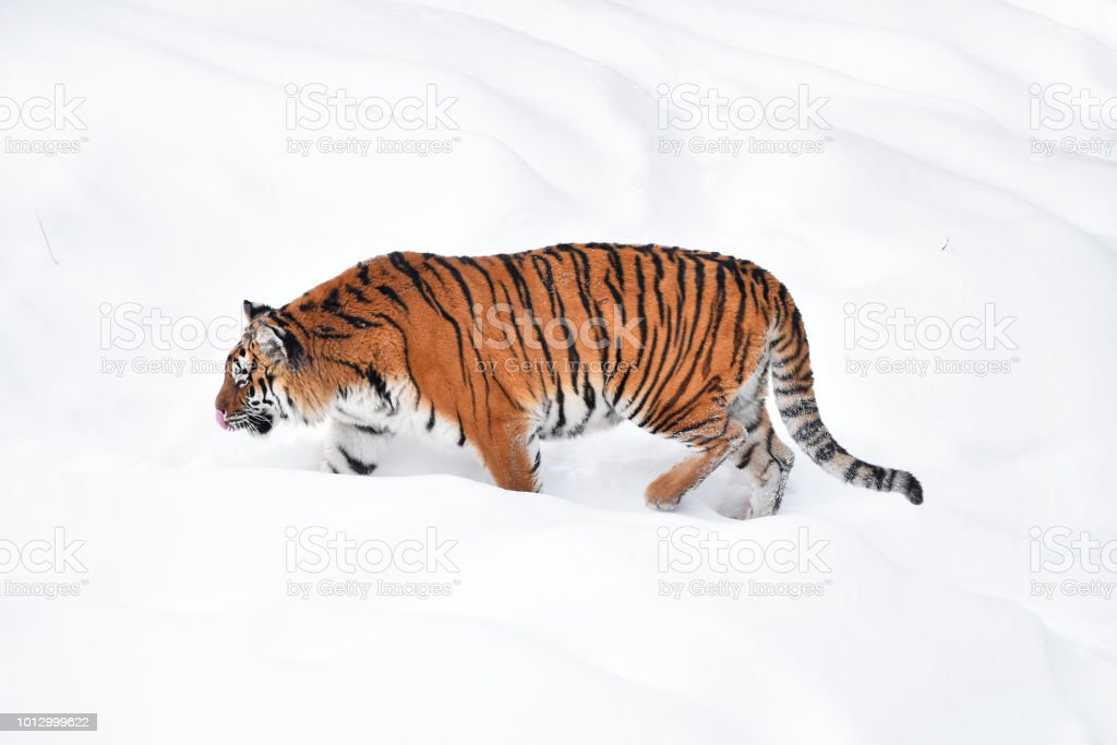 Detail Harimau Siberia Putih Nomer 22