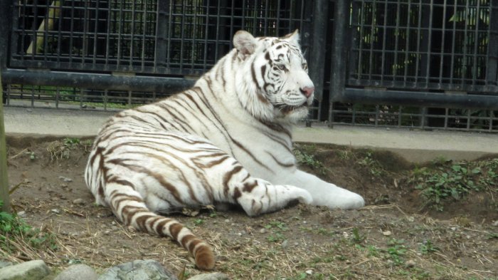 Detail Harimau Siberia Putih Nomer 23