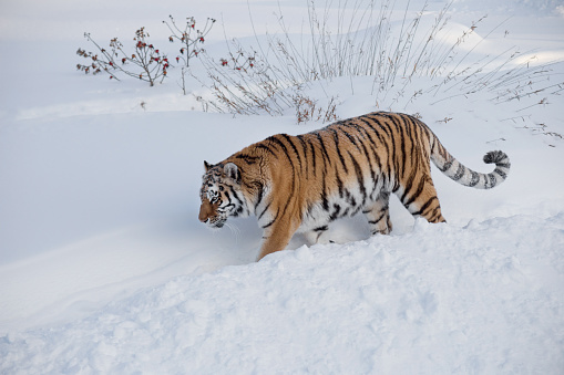 Detail Harimau Siberia Putih Nomer 26