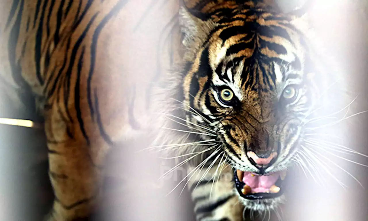 Detail Harimau Sumatera Hd Nomer 16
