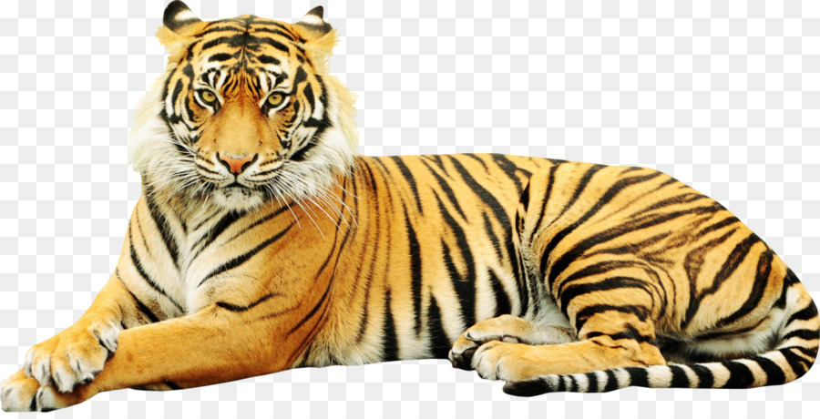 Harimau Sumatera Png - KibrisPDR