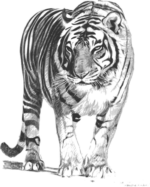 Detail Harimau Sumatera Png Nomer 20