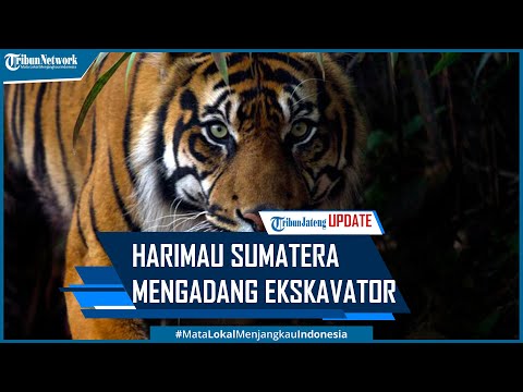 Detail Harimau Sumatera Wallpaper Nomer 28