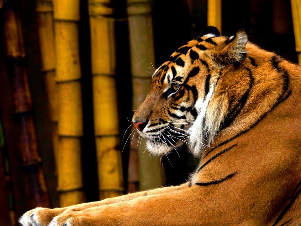 Detail Harimau Sumatra Hd Nomer 38