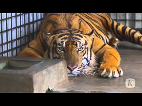 Detail Harimau Terbesar Dan Terganas Di Dunia Nomer 15