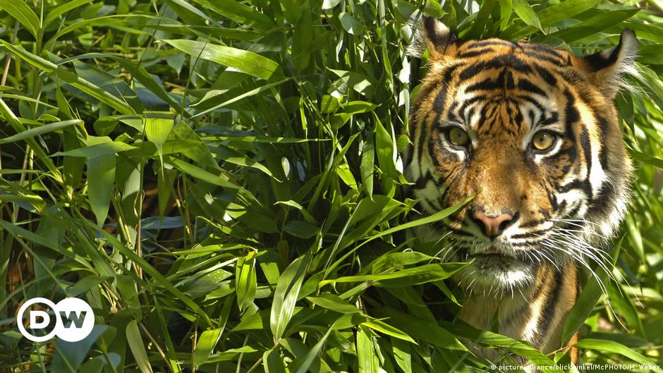 Detail Harimau Terbesar Dan Terganas Di Dunia Nomer 33